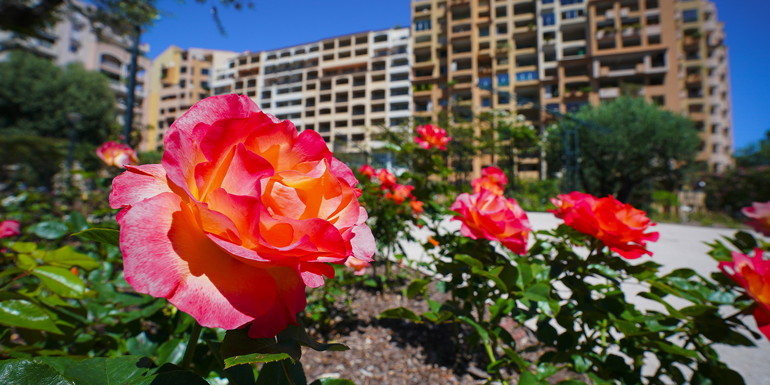 Monaco Now - A Rose Garden in tribute to Princess Grace